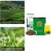 Green Tea From High Mountain Tea Garden Clear Tea Soup Strong and Persistent Tea Aroma Yunwu Green Tea for Home Hospitality Drinks or Gifts for Friends and Family - Buy Online on GoSupps.com