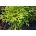 Lycopodium Herb Tea | Lycopodium Clavatum L | Lycopode Herbe Tisane | Health Embassy (50g) - Buy Online on GoSupps.com