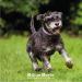 Hilton Herbs Senior Dog Gold Natural Supplement. 100% Natural Ingredients. Supplement for Older Dogs. For Dogs with Stiff Joints Hip Issues and the Heart. With Devil s Claw and Hawthorn. 250 ml - Buy Online on GoSupps.com