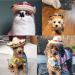 AWOCAN Pet Straw Hat Funny Mexican Sombrero Cap Party Decorations for Birthday for Small Pets/Puppy/Cat - Buy Online on GoSupps.com