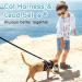 AOKCATS Escape Proof Cat Harness and Leash Set - Reflective Strips, Adjustable Comfort - Small Cat, Kitten - Black, Medium - Buy Online on GoSupps.com