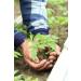 Ground Elder Herb Tea | Aegopodium Podagraria L | gopode Podagraire Herbe Tisane | Health Embassy (100g) - Buy Online on GoSupps.com