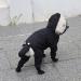 XL Black Dog Raincoat with Hood, Onesie, Rain Jacket & Boots - Waterproof Dog Rain Poncho for Small Dogs (16.5 inch Back Length) - Buy Online on GoSupps.com