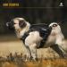 Oneigris Dog Harness & Leash Set | Mini Trooper Puppy Dishes for Extra Small to Medium Dogs - Black XS - Buy Online on GoSupps.com