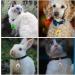 8PCS Colorful Cat Dog Collar Bells - 1.38/3.5cm Charms for Pet Collar DIY Decoration - Buy Online on GoSupps.com