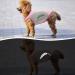 Dog Cooling Vest - Breathable Mesh Jacket for Small to Medium Dogs | Summer Ice Cooling T-Shirt with Reflector Strips - XL Pink - Buy Online on GoSupps.com