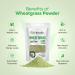 Dr. HERBALIST Wheatgrass Powder 200g | Rich in Chlorophyll Antioxidants and Nutrients | Organic Triticum aestivum Powder for Detox Energy and Wellness I Non GMO - Buy Online on GoSupps.com