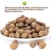 PlantGift Malva Nut 125G/4.4oz Dried Sterculia Lychnophora Dried Pangdahai Chinese Health Tea - Buy Online on GoSupps.com