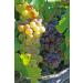 Organic California Thompson Natural Raisins - No Added Sugar, Non GMO, Vegan, Raw & Pesticide Free - Unsulfured Bulk 5LB Pack - Buy Online on GoSupps.com