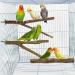 4 Piece Natural Wood Bird Toys Set - Perches Pencil Rods & Accessories for Parrots & Birds - 2 Specs 8 Washers & 4 Wing Nuts - Buy Online on GoSupps.com