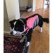 Vivaglory Sportstil Fluid Dog Life Jacket - Adjustable Durable Safe Buoyancy for Large Dogs (Neon Pink L: 66-79 cm) - Buy Online on GoSupps.com