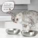 2pcs Stainless Steel Wide Shallow Cat Food & Water Bowl Set - 5.9'' Whisker-friendly Design - Buy Online on GoSupps.com