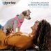 Petex Dog Harness for Small & Medium Dogs - TUV Tested Made in Europe Reflective & Breathable with Air Mesh Technology - Ideal for Puppies - Pink - Buy Online on GoSupps.com