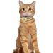 Buy Oopsdoggy Airtag Cat Collar - Durable Leather with Bells & Apple Airtag Holder for Cats & Small Dogs (Beige) | GPS Tracking & Pet Safety - Buy Online on GoSupps.com