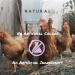 Non-GMO Manna Pro 7-Grain Chicken Scratch - 10 lbs Natural Bird Treat - Buy Online on GoSupps.com
