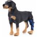 Dog Right Hind Leg Knee Brace Dog Braces for Back Legs Super Supportive for Heals Prevents Injuries Sprains Protects Wounds. C Large - Buy Online on GoSupps.com