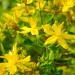 Outsidepride Perennial Hypericum Perforatum St. John's Wort Yellow Garden Flowers - 1000 Seeds 1 1000 Seeds