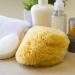 Neptune Natural Caribbean Sea Sponge - All Natural Renewable Sea Sponge (7 inch) - Buy Online on GoSupps.com