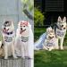 White My Humans are Getting Married Dog Wedding Engagement Bandana Wedding Photo Photos LMSHOWOWO Dog Bandana Wedding Engagement Announcement Gifts Pet Scarf Accessories for Dog Lovers Bridal Shower Black - Buy Online on GoSupps.com