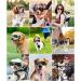 Lewondr UV Safety Sunglasses for Dogs | Windproof Waterproof & Adjustable Glasses for Small Dogs - Black & Gold - Buy Online on GoSupps.com