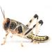 Livefoods4u Live Locusts Large x 50 (2-3.5cm) Reptile and Lizard Livefood Bulk Bag - Buy Online on GoSupps.com