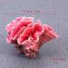 UEETEK Pink Corals for Aquarium Decoration | Vibrant Underwater Elegance - Shop Internationally! - Buy Online on GoSupps.com