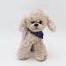 Heionia Teddy Dog Plush Toy - Kawaii Cuddly Pudel with Scarf | 20cm Gray Dog Gift for Kids & Girls | International Shipping Available - Buy Online on GoSupps.com