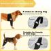 Dog Knee Brace - Dog Hip Knee Leg Brace | Dog Rear Leg Braces |Dog Elbow Protector with 10 Support Sticks | Dog Back Leg Support Brace | Comfortable Hip and Leg Protector for Senior and Disabled Dogs - Buy Online on GoSupps.com