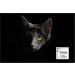 Phoenix Enzyme Cleaner for Cat Urine Removal - 4 x 20g Sealed Bags | Best International Shipping - Buy Online on GoSupps.com