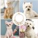 Shop Hacraho Pet Pearl Collar - Elegant Dog & Cat Necklace with Rhinestone for Small Pets - Buy Online on GoSupps.com