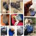 Pet Grooming Glove - Deshedding Brush Mitt for Dogs & Cats - Gentle Hair Remover - 5 Finger Design - Long & Short Fur - 1 Pair - Buy Online on GoSupps.com