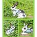 Ki Wednesday Adjustable Soft Rabbit Dishes with Leash - 2-Pack Pet Rabbit and Hamster Vests for Walking Jogging & Outdoor Use - Buy Online on GoSupps.com