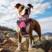 Joytale Softly Padded Neoprene Dog Collar for Medium Dogs - Reflective Wide Nylon Collar in Bright Pink (1 Pack) - International Shipping Available - Buy Online on GoSupps.com