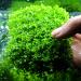 SENZEAL 10pcs Aquarium Plants Mesh - Stainless Steel Moss Pads for Fish Tanks | Ideal Aquatic D cor - Buy Online on GoSupps.com