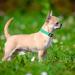 Taglory Soft Padded Neoprene Dog Collar for Puppies Adjustable Reflective & Comfortable Turquoise XS (1 Pack) Perfect for Training & International Shipping - Buy Online on GoSupps.com