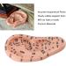 17 cm Ear Acupuncture Model - Essential Tool for Reflexology & Ear Massage Lessons | International Shipping Available - Buy Online on GoSupps.com