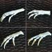 Wixine Fox Feet Articulated Bones Claws | Taxidermy Art Supplies - Buy Online on GoSupps.com