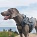 OneTigris FIRE Watcher Tactical Dog Harness - MOLLE Training Vest for Service Dogs | 1000D Nylon (Small Gray) - Buy Online on GoSupps.com