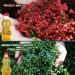 Authentic Sichuan Peppercorn Oil 400ml - Original Imported from China - Red Prickly Ash Oil - Buy Online on GoSupps.com