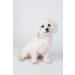 Karlie Dog Shampoo for White Fur - 300ml | Premium International Shipping - Buy Online on GoSupps.com