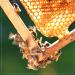Madhava Organic Amber Honey 5lb - Unfiltered and Raw Honey - Buy Online on GoSupps.com