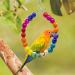 BIPY 16 PCS Bird Parrot Toys Hanging Bells Ball Swing Natural Coconut Birds Cage with Ladder Toy Pet Birds Stand Chewing Perches Wooden Toys for Parrots Parakeets Budgie Cockatiels Macaws 16PCS - Buy Online on GoSupps.com