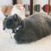 Necoichi Regal Crown Cat Collar in Navy - Premium Quality Feline Accessory - Buy Online on GoSupps.com