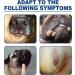  1/2/3/4/5Pcs Natural Dog Wart Removal Treatment | Dog Wart Remover | Dog Skin Tags with no Harm and Irritation | Effective Painless Wart Removal Treatment | Treatment for Dog Warts | 20ml (3Count (Pack of 3)) - Buy Online on GoSupps.com