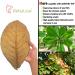 Indian Almond Leaves Leaf (15 25 Pieces) BettaLeaf 50 Grams Pack | 20-25cm. | Best Gold Brown Quality | Fish Tank for Betta Fish Shrimp Crayfish for Fish Healthy & Comfort - Buy Online on GoSupps.com