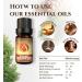 Ecodrop Pure Cedarwood Essential Oil - 10ml Bottle | 100% Natural Moroccan Cedrus Atlantica Oil for Aromatherapy | Therapeutic Grade Oil for Skin, Hair & Sleep - Buy Online on GoSupps.com