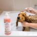 6-in-1 Medicated Dog Shampoo & Conditioner for Itchy Skin - Vet Formula for De-Shedding, Itch Relief, Smelly Odor - Made in USA - 20oz Oatmeal - Dogs & Cats Pet Wash - Buy Online on GoSupps.com