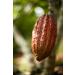 Peruvian "Blend" Ceremonial Cacao by The Jasper Cacao Project (250 Grams) - Buy Online on GoSupps.com