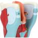 Human Throat Model 2X Magnification Vinyl Clear Structure Throat Dissection Teaching Model Human Throat Display Model Accurate Throat Model - Buy Online on GoSupps.com