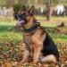 Tactical Dog Collar with Handle - Adjustable Military Training Collar for XL Black Medium Large Dogs - Buy Online on GoSupps.com